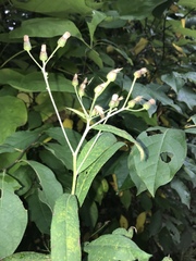 Coleosporium vernoniae