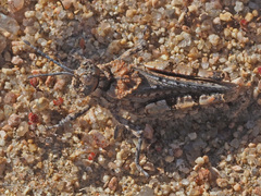 Akicerinae