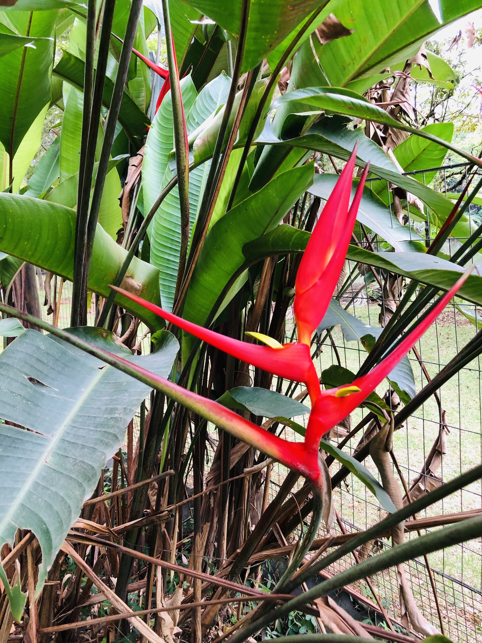 Heliconia farinosa