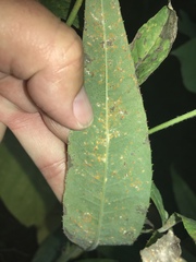 Coleosporium vernoniae