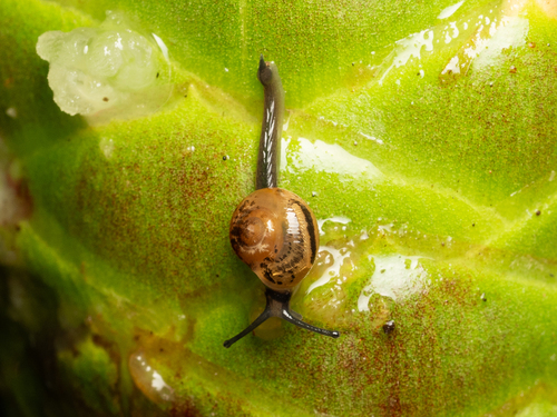 Ovachlamys fulgens observed 2025-06-24