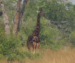 Giraffa camelopardalis rothschildi