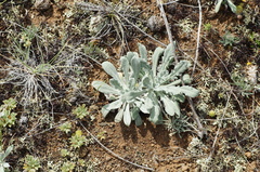 Echinops humilis, photograph (c) evgeniq_benihanov, some rights reserved (CC BY)