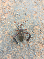 Acanthocephala mercur