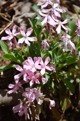Silene caroliniana