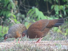 Galloperdix spadicea