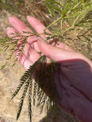 Leucaena leucocephala, recorded fruiting