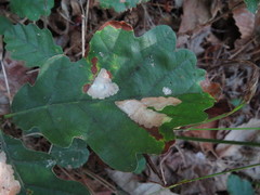 Tischeria ekebladella