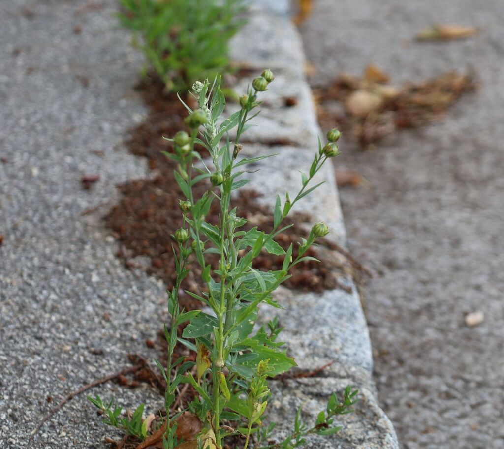 Linum usitatissimum