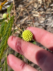 Leucaena leucocephala, recorded fruiting