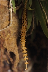 Oberonia verticillata