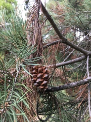 Pinus monophylla
