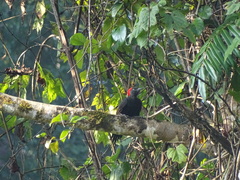 Dryocopus hodgei