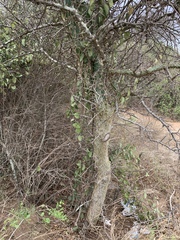 Commiphora neglecta