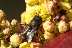 Osmia lignaria propinqua