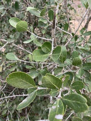 Elaeodendron schlechterianum image