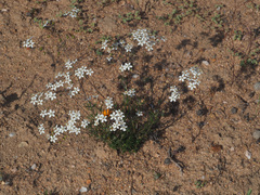 Pharnaceum elongatum