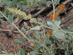 Manochlamys albicans