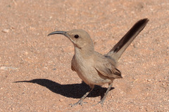 Leconte's Thrasher photo 1
