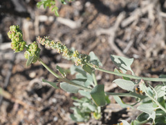 Manochlamys albicans