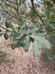 Drypetes mossambicensis image