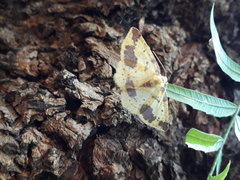 Periclina merana