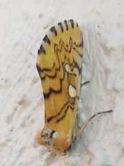 Chrysoecia dela