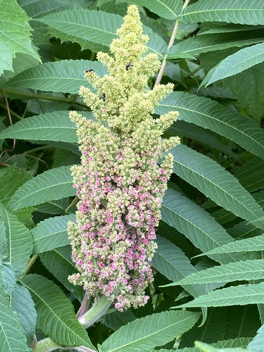 Rhus typhina