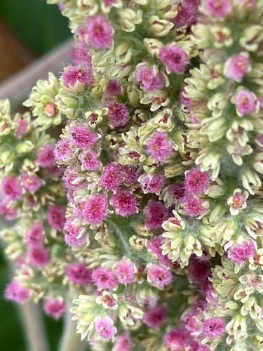 Rhus typhina