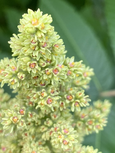 Rhus typhina