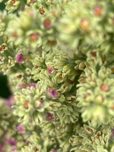 Rhus typhina