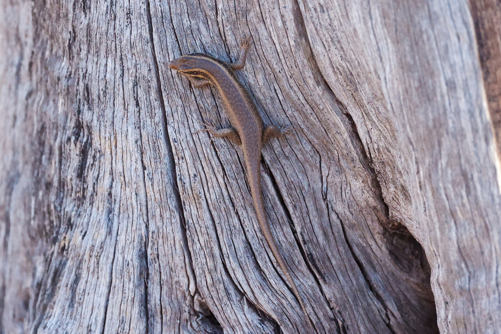 Kalahari Tree Skink