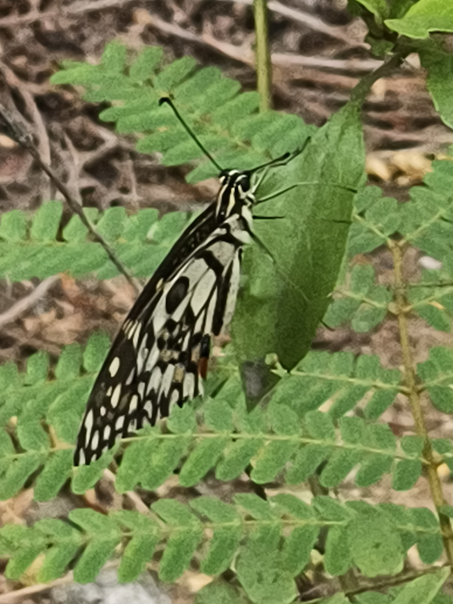 Lime Swallowtail