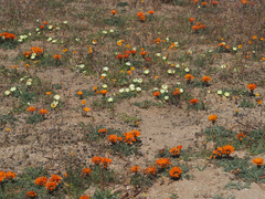 Gazania leiopoda