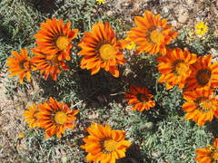 Gazania leiopoda