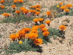 Gazania leiopoda