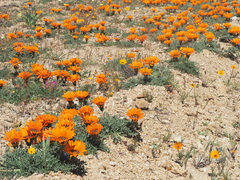 Gazania leiopoda