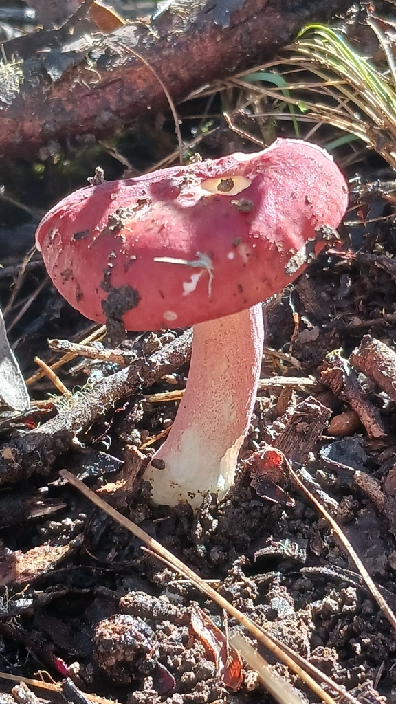 Russula clelandii