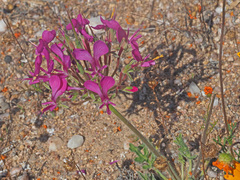 Pelargonium incrassatum