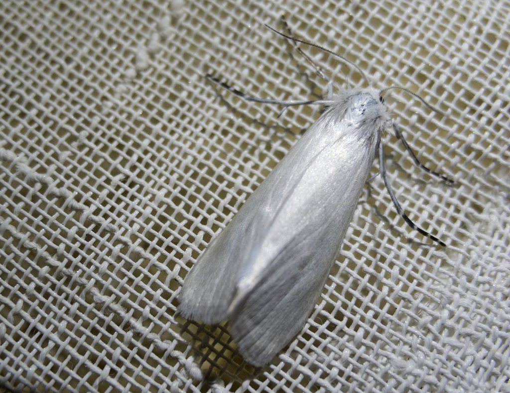 Scirpophaga praelata