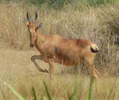 Alcelaphus buselaphus lelwel