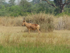 Alcelaphus buselaphus lelwel