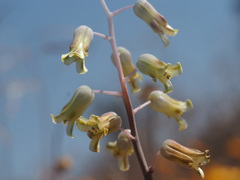 Lachenalia hirta