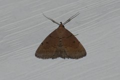 Zanclognatha protumnusalis