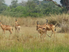 Alcelaphus buselaphus lelwel