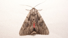 Catocala optata