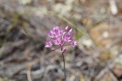 (c) evgeniq_benihanov, some rights reserved (CC BY) Allium pallasii, photograph (c) evgeniq_benihanov, some rights reserved (CC BY)