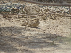 Caprimulgus aegyptius