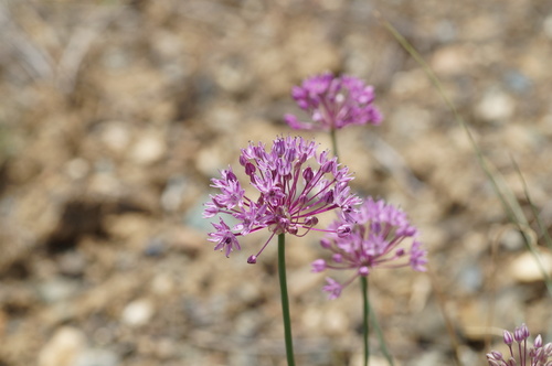 Allium pallasii, photograph 1