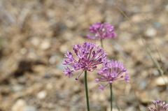 (c) evgeniq_benihanov, some rights reserved (CC BY) Allium pallasii, photograph (c) evgeniq_benihanov, some rights reserved (CC BY)